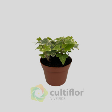 Hedera helix "White Wonder" Hedera helix "White Wonder"