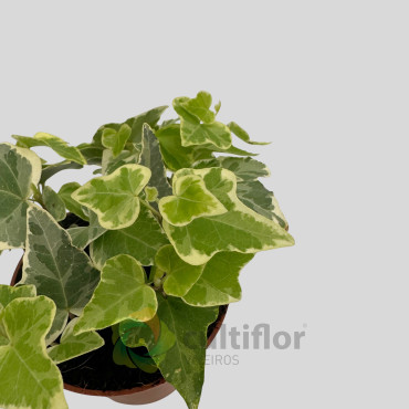 Hedera helix "White Wonder" Hedera helix "White Wonder"