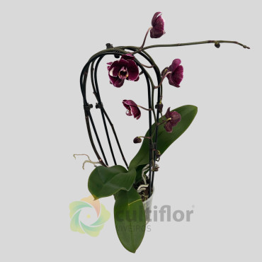 Phalaenopsis 24 - Cascade Phalaenopsis 24 - Cascade