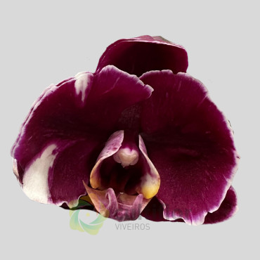 Phalaenopsis 24 - Cascade Phalaenopsis 24 - Cascade