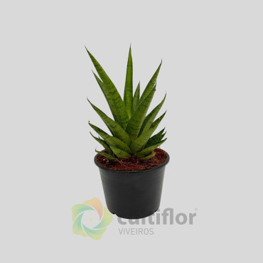 Sansevieria cylindrica "Starshooter"