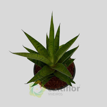Sansevieria cylindrica "Starshooter"