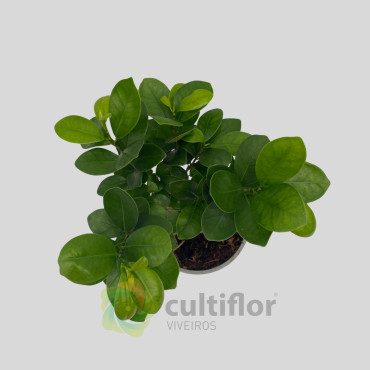 Bonsai Ficus microcarpa ginseng