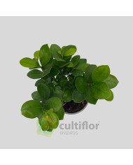 Bonsai Ficus microcarpa ginseng