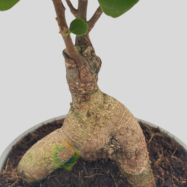 Bonsai Ficus microcarpa ginseng