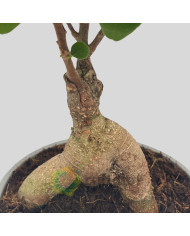 Bonsai Ficus microcarpa ginseng