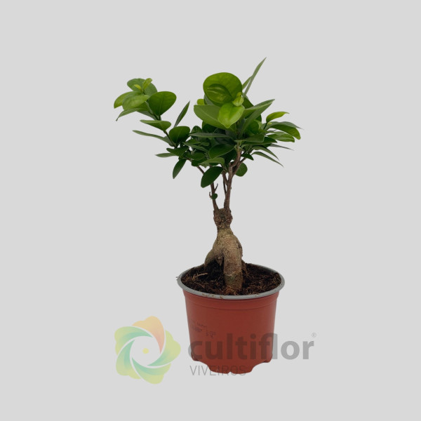 Bonsai Ficus microcarpa ginseng