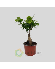 Bonsai Ficus microcarpa ginseng