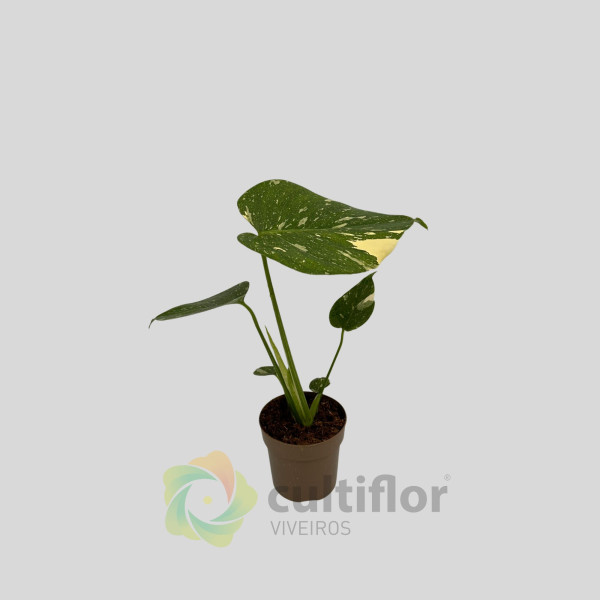 Monstera deliciosa "Thai Constellation" v11cm