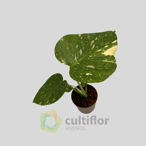 Monstera deliciosa "Thai Constellation" v11cm