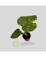 Monstera deliciosa "Thai Constellation" v11cm