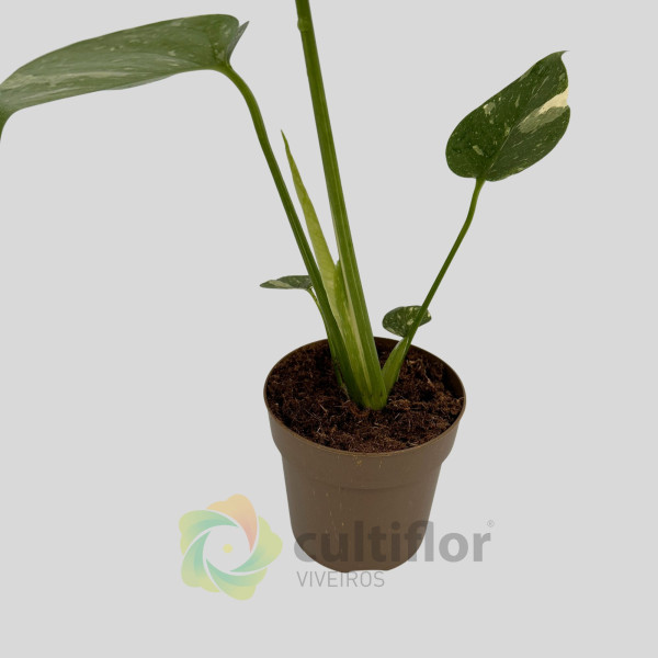 Monstera deliciosa "Thai Constellation" v11cm