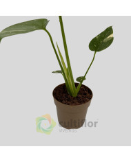 Monstera deliciosa "Thai Constellation" v11cm
