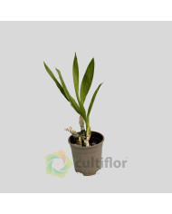 Catasetum "Black Pearl"