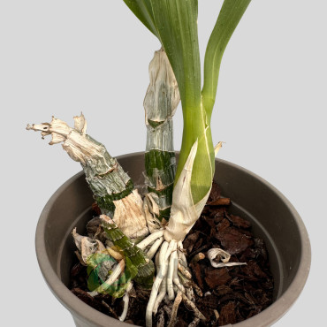 Catasetum "Black Pearl"