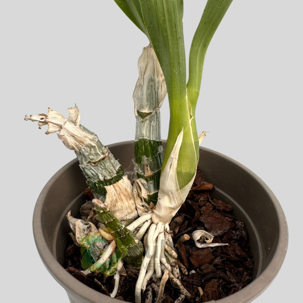 Catasetum "Black Pearl"