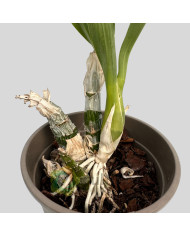 Catasetum "Black Pearl"