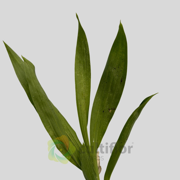 Catasetum "Black Pearl"