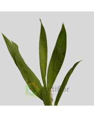 Catasetum "Black Pearl"