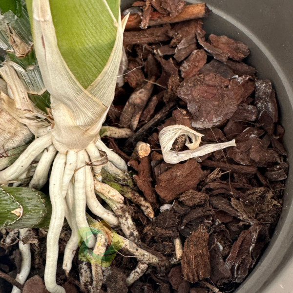 Catasetum "Black Pearl"