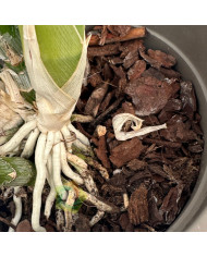 Catasetum "Black Pearl"