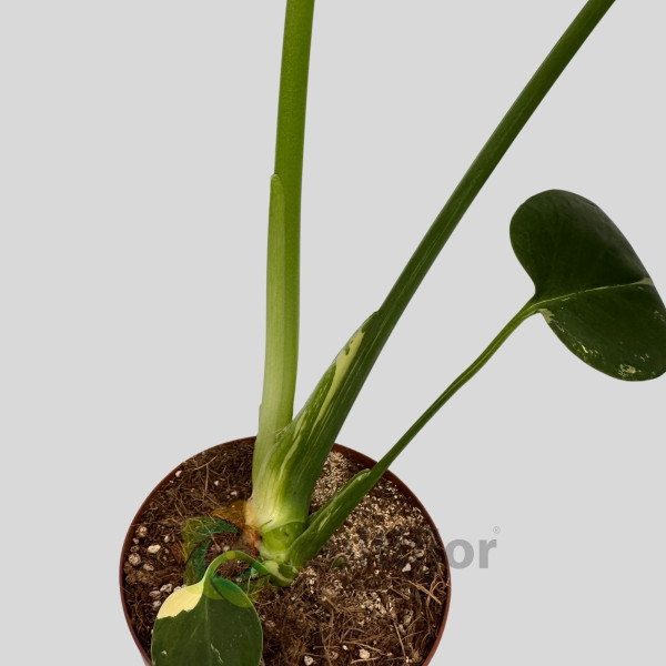 Monstera deliciosa "Thai Constellation" v11cm