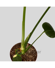 Monstera deliciosa "Thai Constellation" v11cm