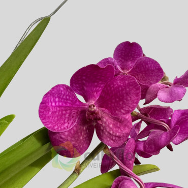 Vanda