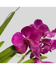 Vanda