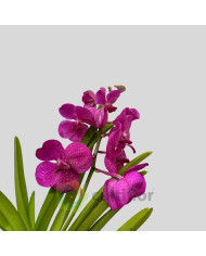 Vanda