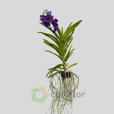 Vanda