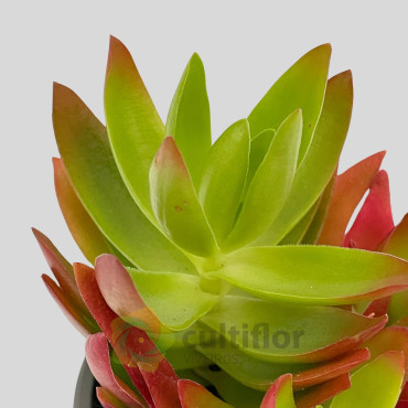 Crassula capitella "On Fire"