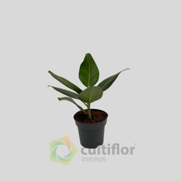 Ficus benghalensis "Audrey"