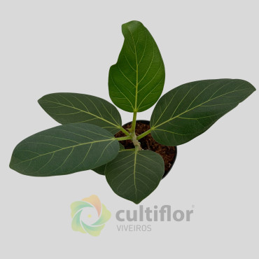 Ficus benghalensis "Audrey"