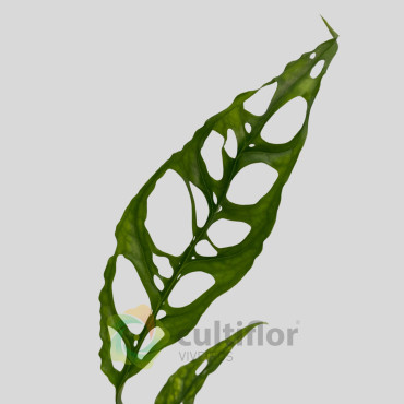 Monstera obliqua Peru