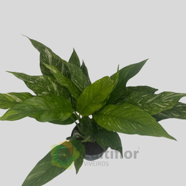 Spathiphyllum "Diamond" Variegata