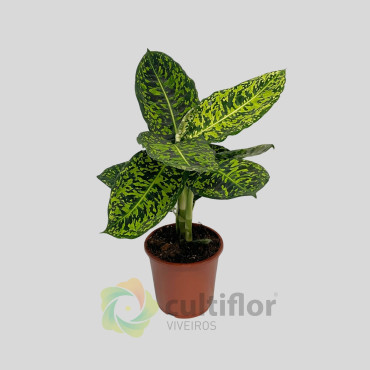 Dieffenbachia "Reflector"