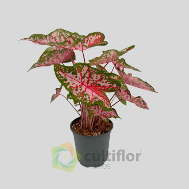 Caladium "Carolyn Whorton"
