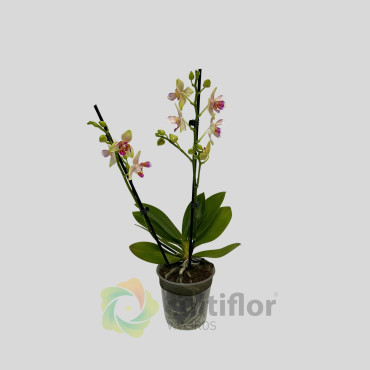 Phalaenopsis - I-Hsin Venus Pélorico❗️ WITHOUT FLOWER ❗️