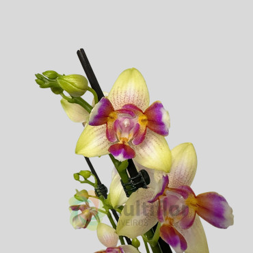 Phalaenopsis - I-Hsin Venus Pélorico❗️ WITHOUT FLOWER ❗️
