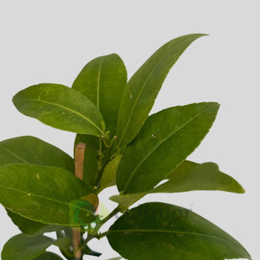 Citrus × aurantiifolia - Lime Bearss