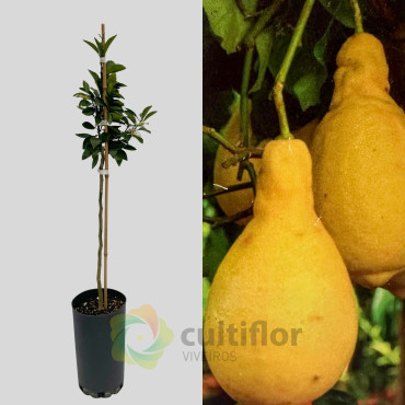 Citrus x lumia pyriformis  - Lemon Pear