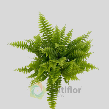 Nephrolepis "Green Lady"