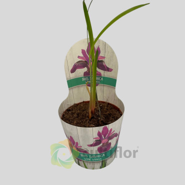 Iris sibirica "Wine Wings"