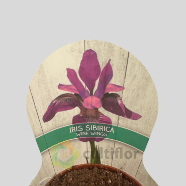 Iris sibirica "Wine Wings"