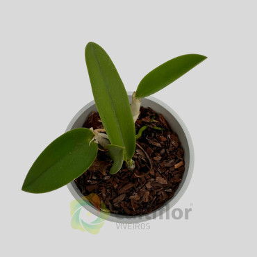 Cattleya ❗️ SEM FLOR ❗️