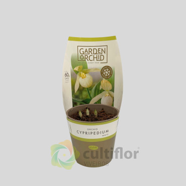 Cypripedium - White
