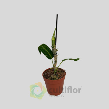 Anthurium warocqueanum v12cm