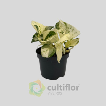 Epipremnum "Happy Leaf"