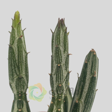 Senecio stapeliiformis
